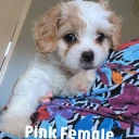 Cavachon