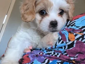 Cavachon