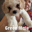 Cavachon