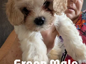 Cavachon