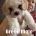 Cavachon