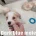 Cavachon