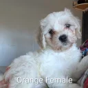 Cavachon