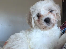 Cavachon