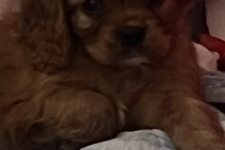 Cavalier King Charles Spaniel