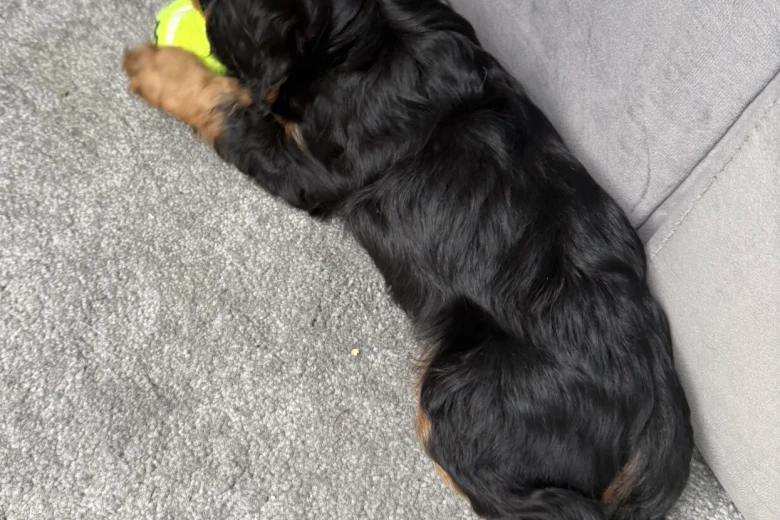 Cavalier King Charles Spaniel