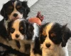 Cavalier King Charles Spaniel