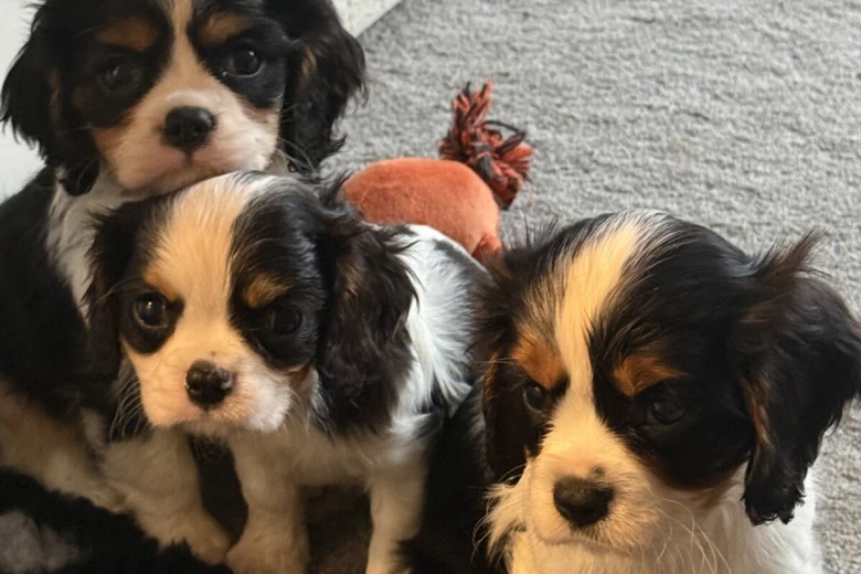 Cavalier King Charles Spaniel