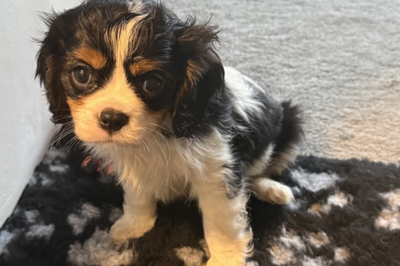 Cavalier King Charles Spaniel