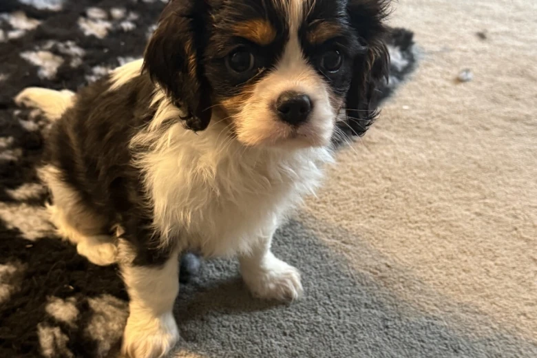 Cavalier King Charles Spaniel