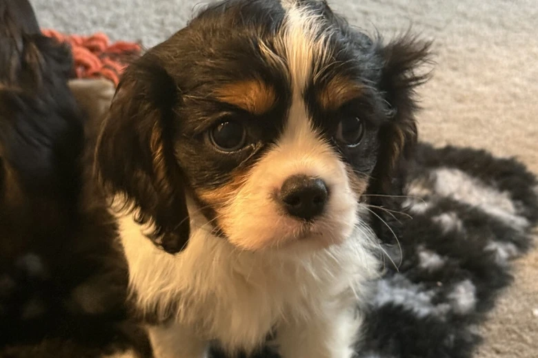 Cavalier King Charles Spaniel