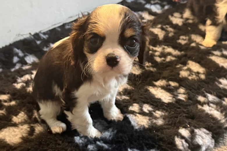 Cavalier King Charles Spaniel