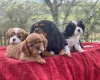 Cavalier King Charles Spaniel