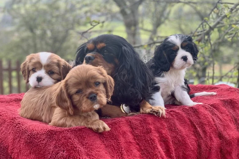 Cavalier King Charles Spaniel