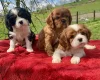 Cavalier King Charles Spaniel