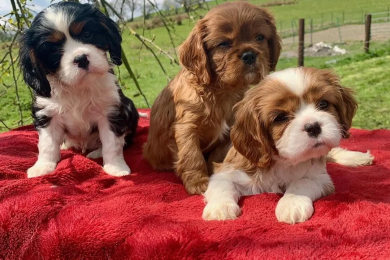 Cavalier King Charles Spaniel