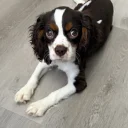 Cavalier King Charles Spaniel