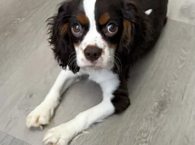 Cavalier King Charles Spaniel