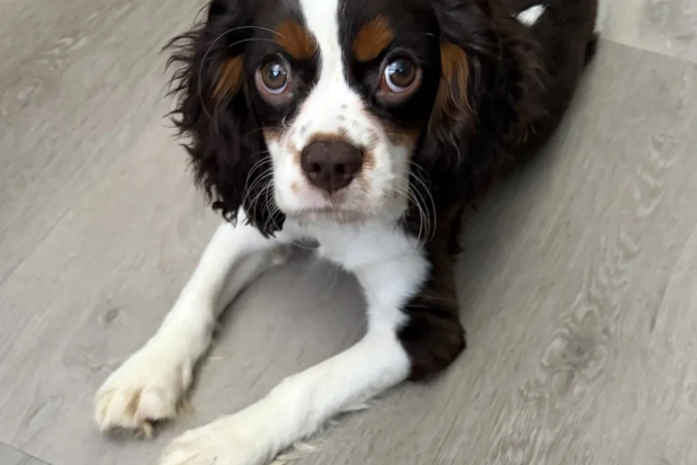 Cavalier King Charles Spaniel