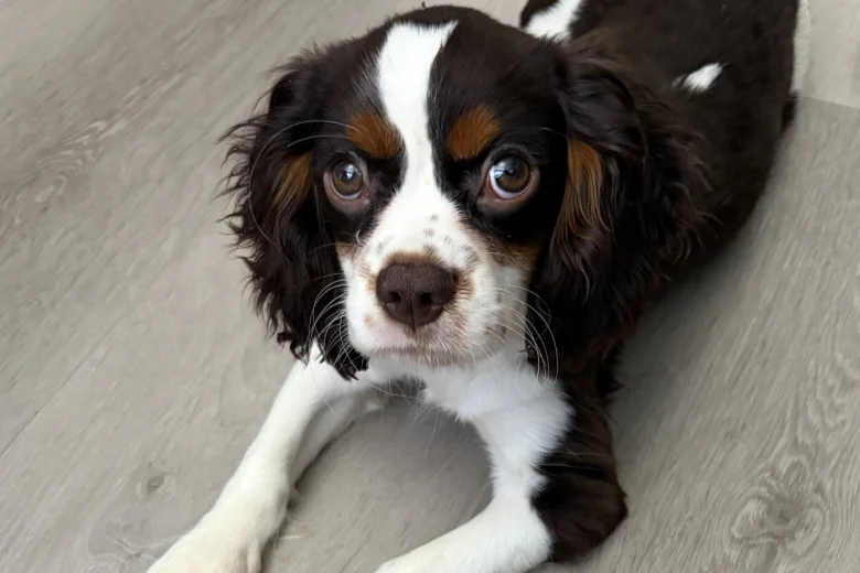 Cavalier King Charles Spaniel