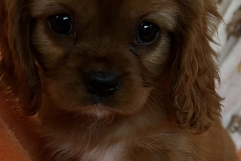 Cavalier King Charles Spaniel