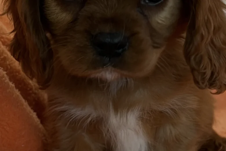 Cavalier King Charles Spaniel