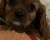 Cavalier King Charles Spaniel