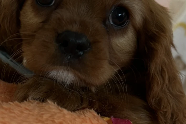 Cavalier King Charles Spaniel