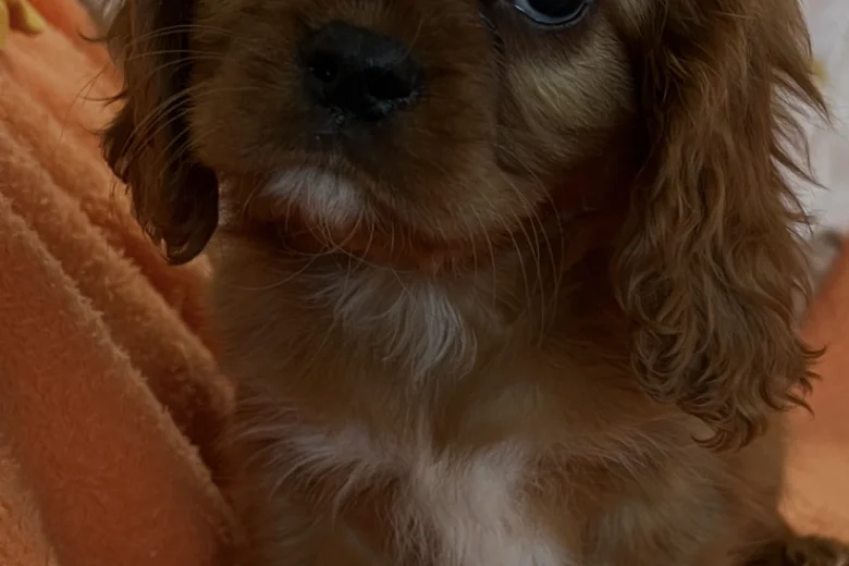 Cavalier King Charles Spaniel