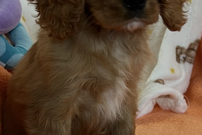 Cavalier King Charles Spaniel