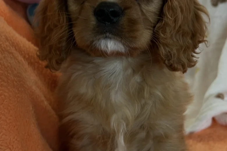 Cavalier King Charles Spaniel