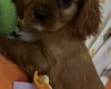 Cavalier King Charles Spaniel