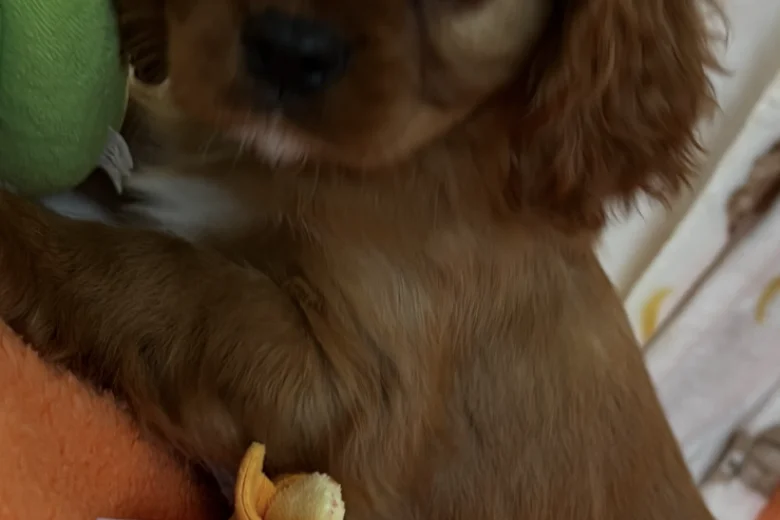 Cavalier King Charles Spaniel