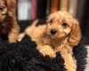 Cavapoo