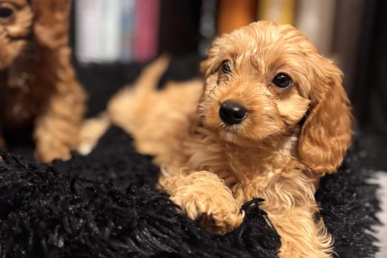 Cavapoo