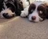 Cavapoo