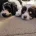 Cavapoo