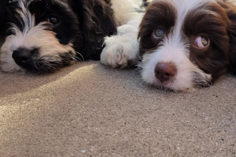 Cavapoo