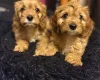 Cavapoo