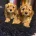 Cavapoo