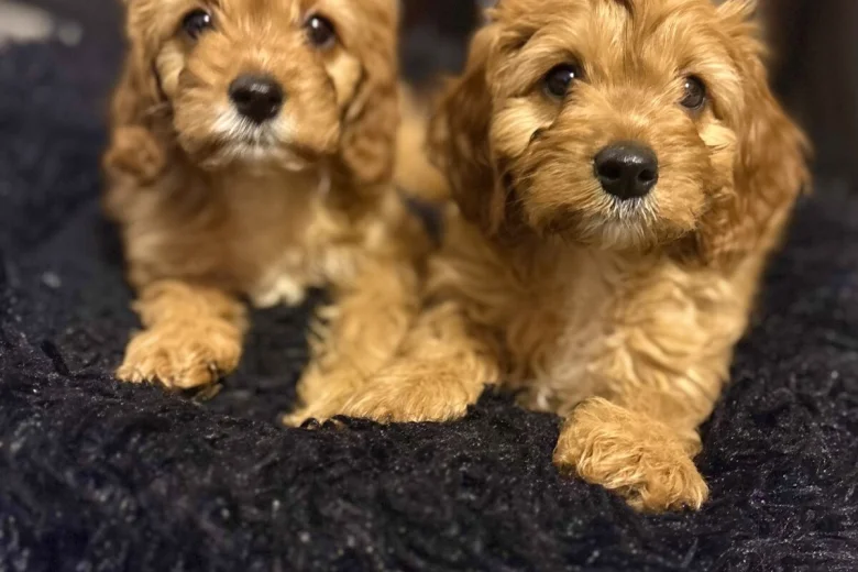 Cavapoo