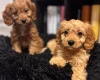 Cavapoo