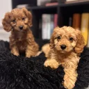 Cavapoo