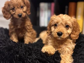 Cavapoo
