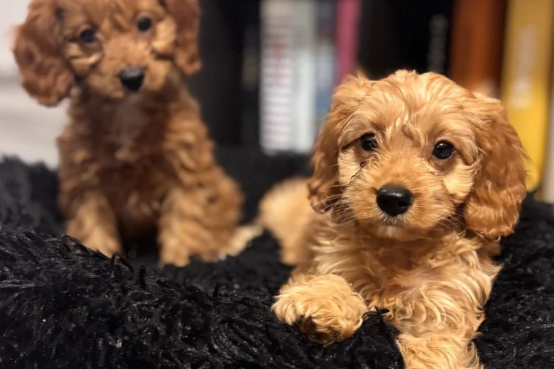 Cavapoo