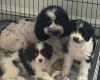 Cavapoo