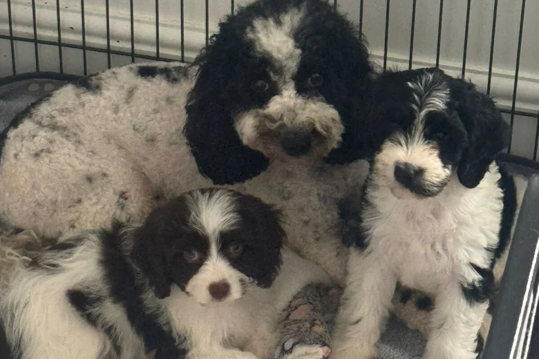 Cavapoo