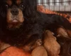 Cavapoo