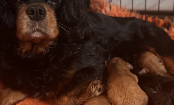 Cavapoo