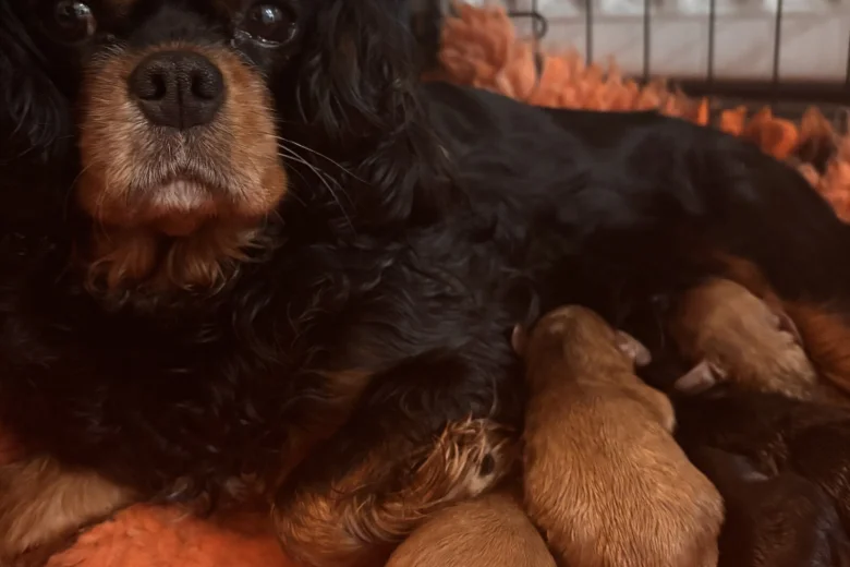 Cavapoo